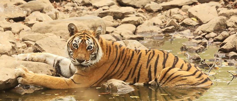machali tiger