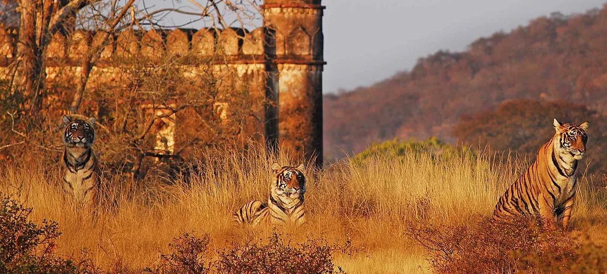 ranthambore india safari