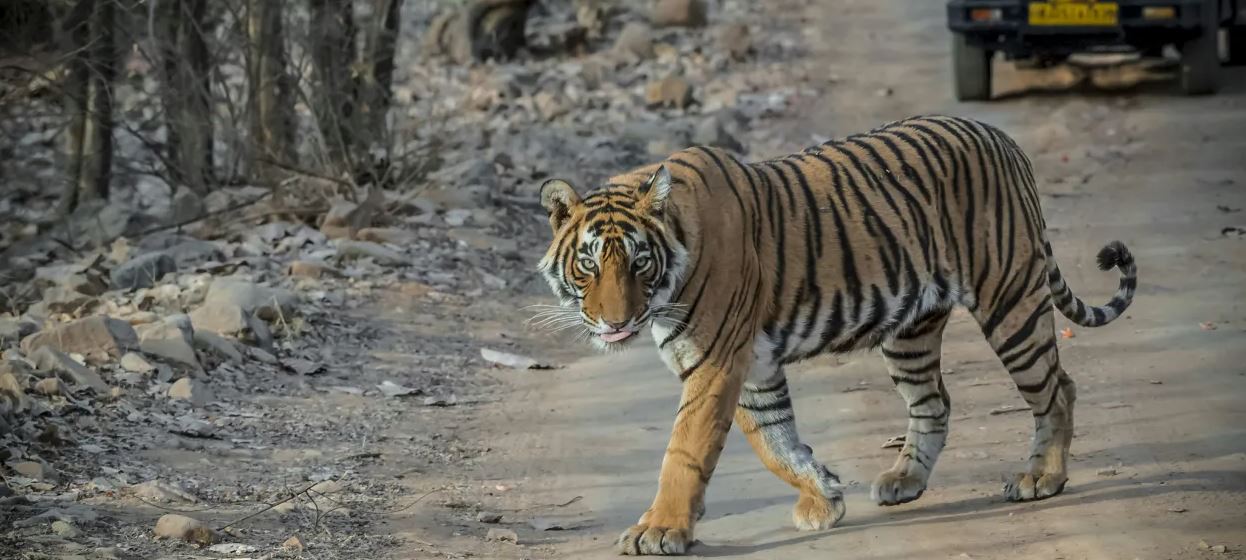 ranthambore tour