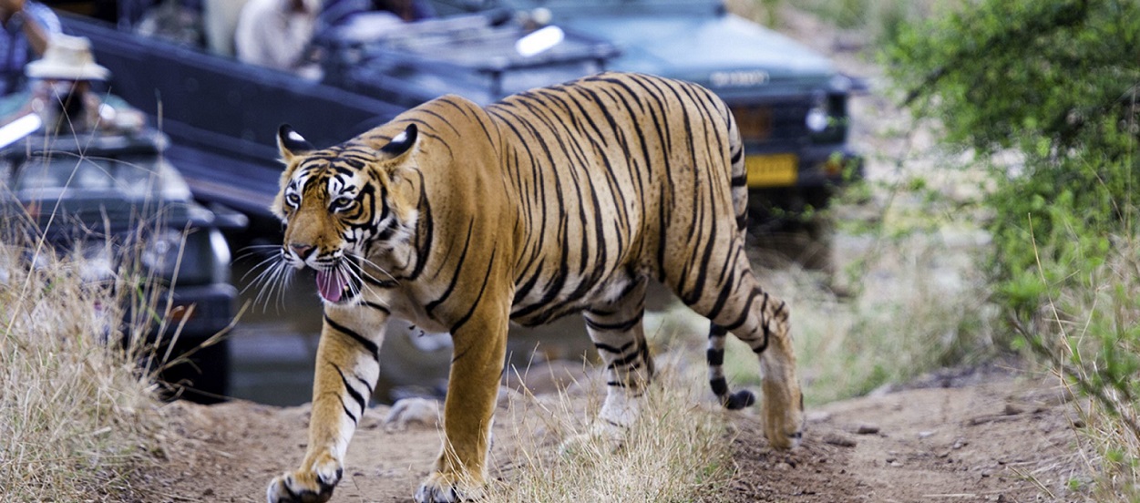 ranthambore safari