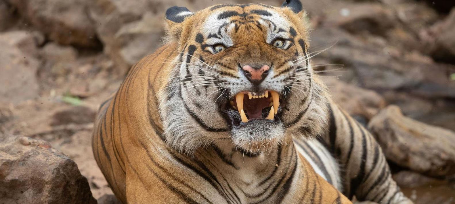 ranthambore booking