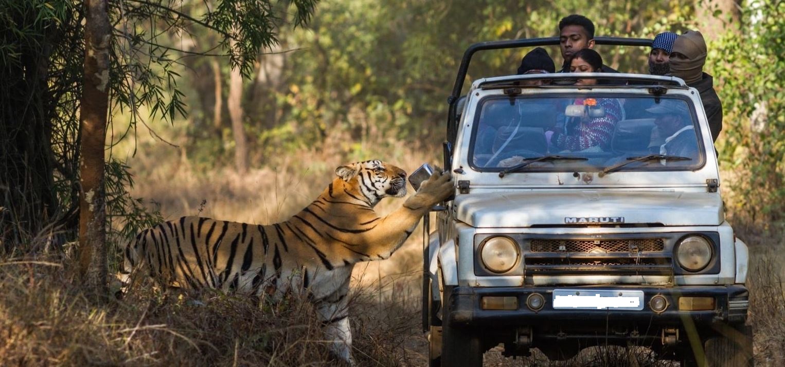 ranthambore safari