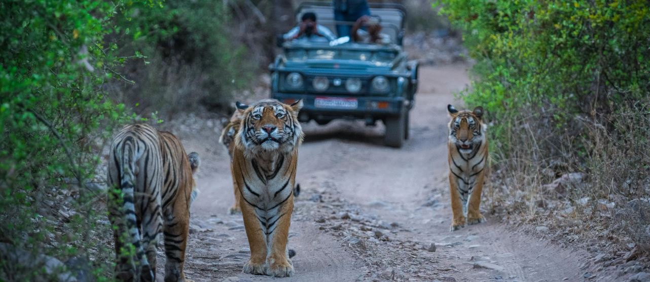 ranthambore safari