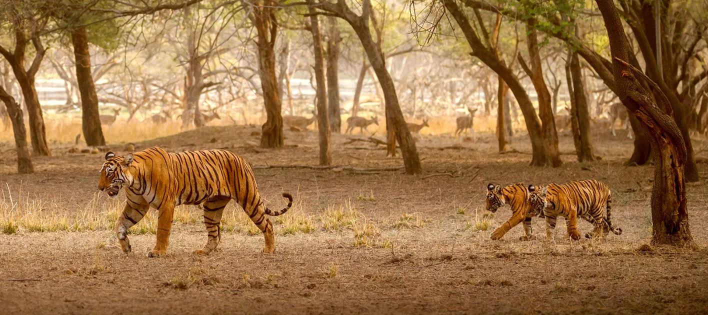 weekend tour ranthambore