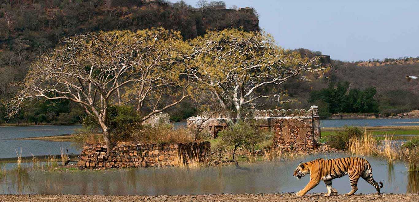 ranthambore tour