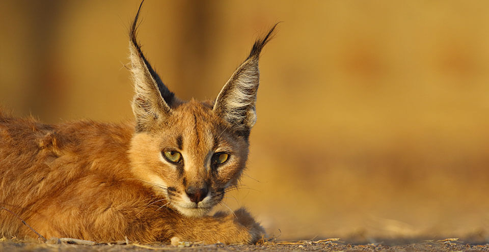 wildlife in rajasthan