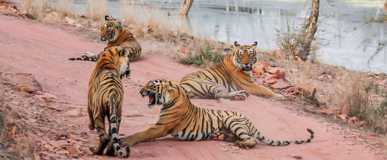 ranthambore-tour
