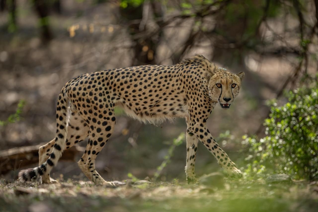 cheetah in ranthambore