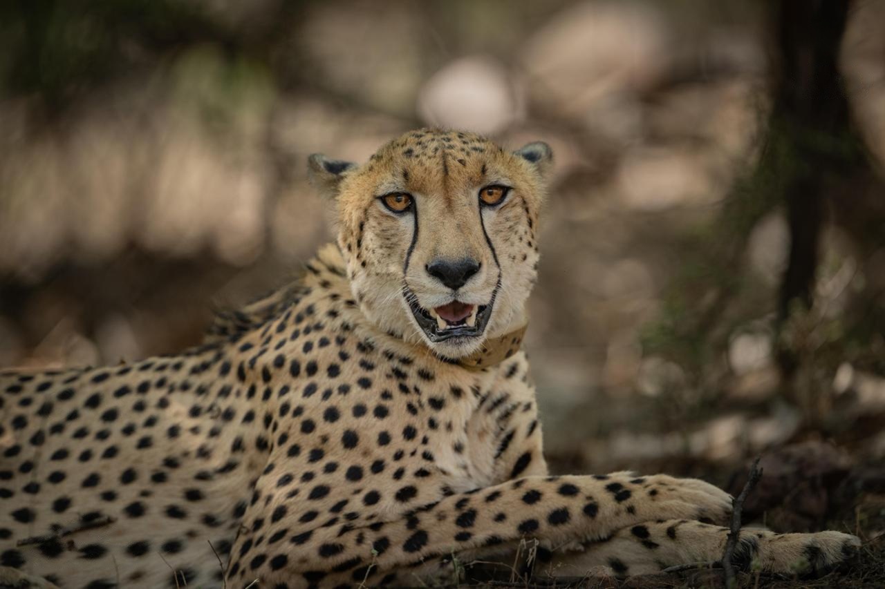 cheetah in ranthambore