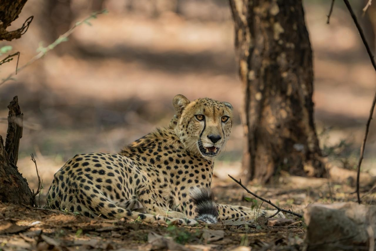 cheetah in ranthambore