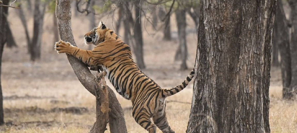 ranthambore park