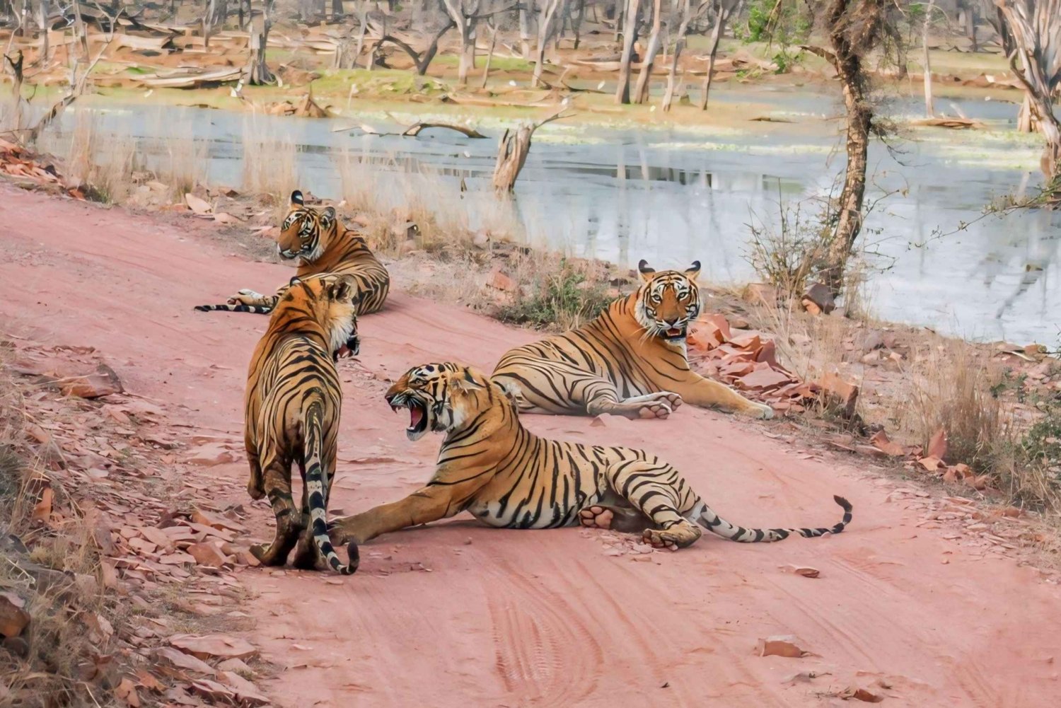 tiger in ranthambore