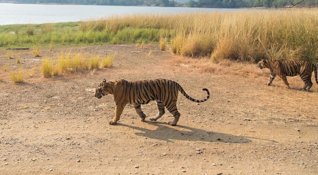 ranthambore canter