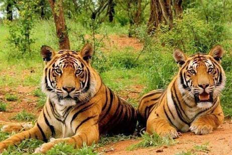 tiger in ranthambore