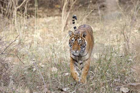 bina one ranthambore park