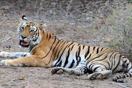 bina one ranthambore tigres