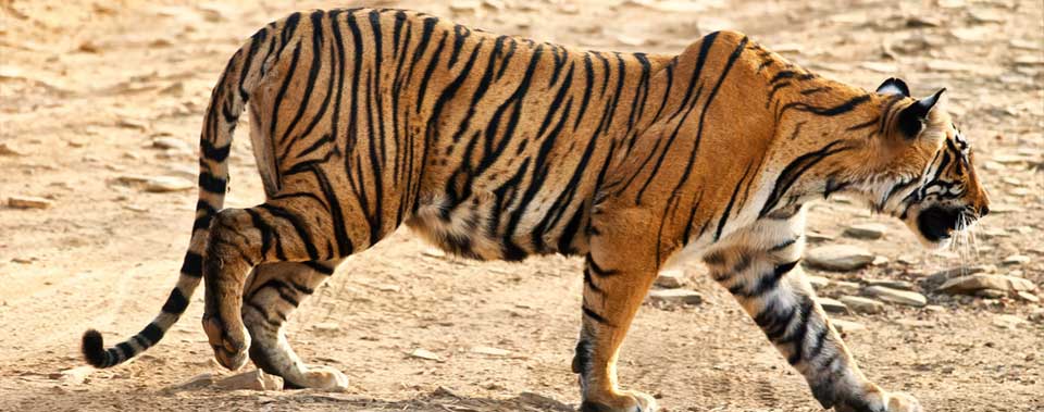 sundari tiger ranthambore