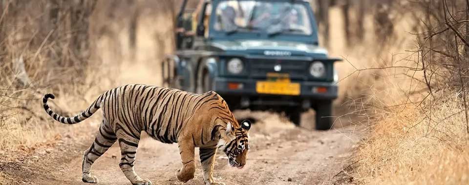 about ranthambore