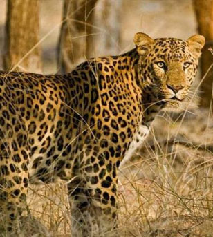 ranthambore animals