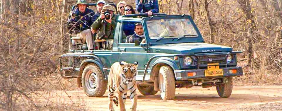 best time visit ranthambore