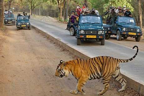 ranthambore visit time