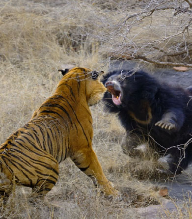 ranthambore best time visit