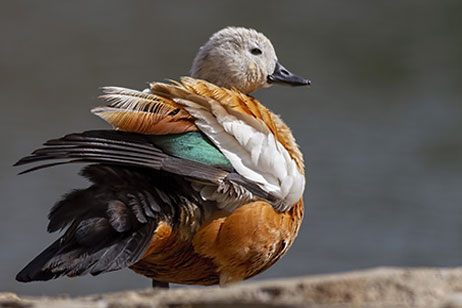 bharatpur bird sanctuary