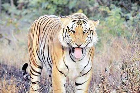 bina tigress ranthambore