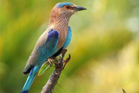 anthambore bird watching