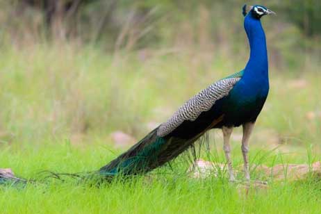 ranthambore birds