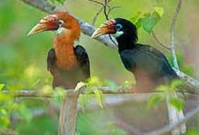birding at dhikala