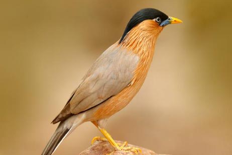 birds in ranthambore