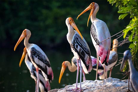 bird watchig in ranthambore