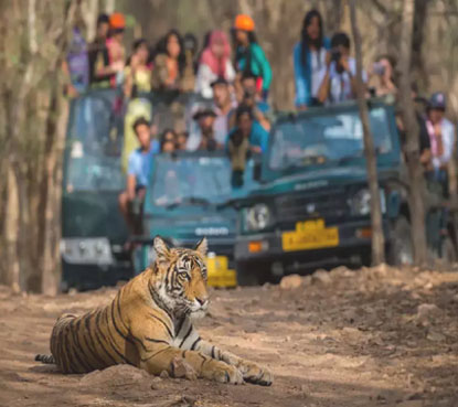 ranthambore safari booking