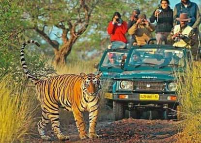 ranthambore online safari