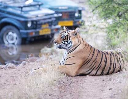 online safari booking ranthambore