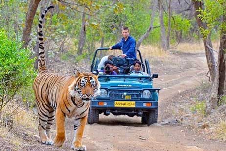 Safari Charges In Ranthambore, Ranthambore Safari Price