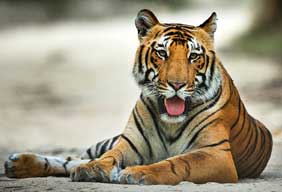 ranthambore tour