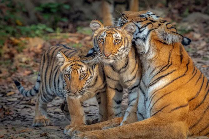 wildlife tour