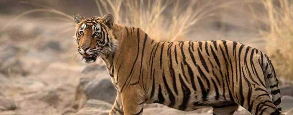 facts about ranthambore