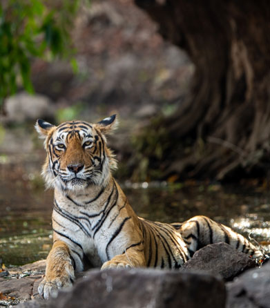 ranthambore facts