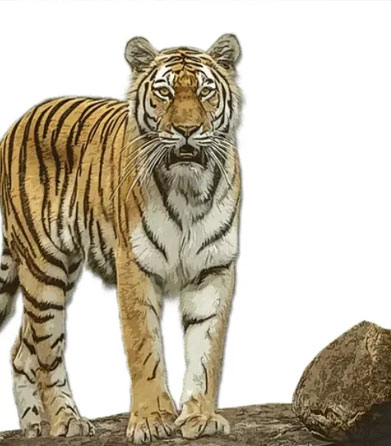 ranthambore flora fauna