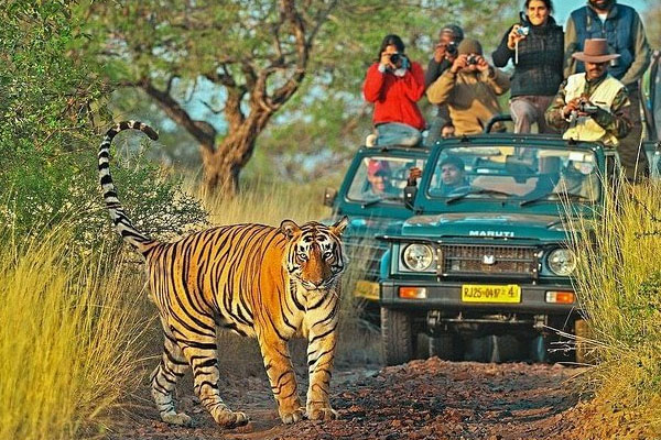 ranthambore tour