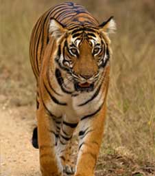 ranthambore history
