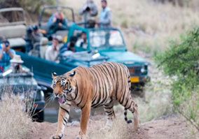 ranthambore tour