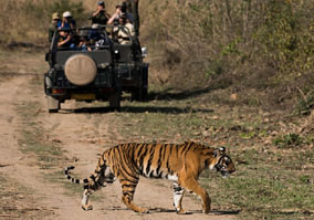 ranthambore tour