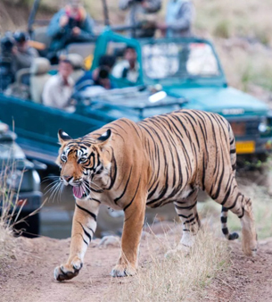 ranthambore tiger