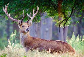 kanha national park