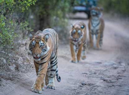 ranthambore safari booking