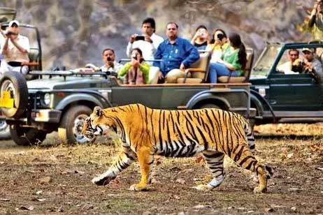 ranthambore online safari booking